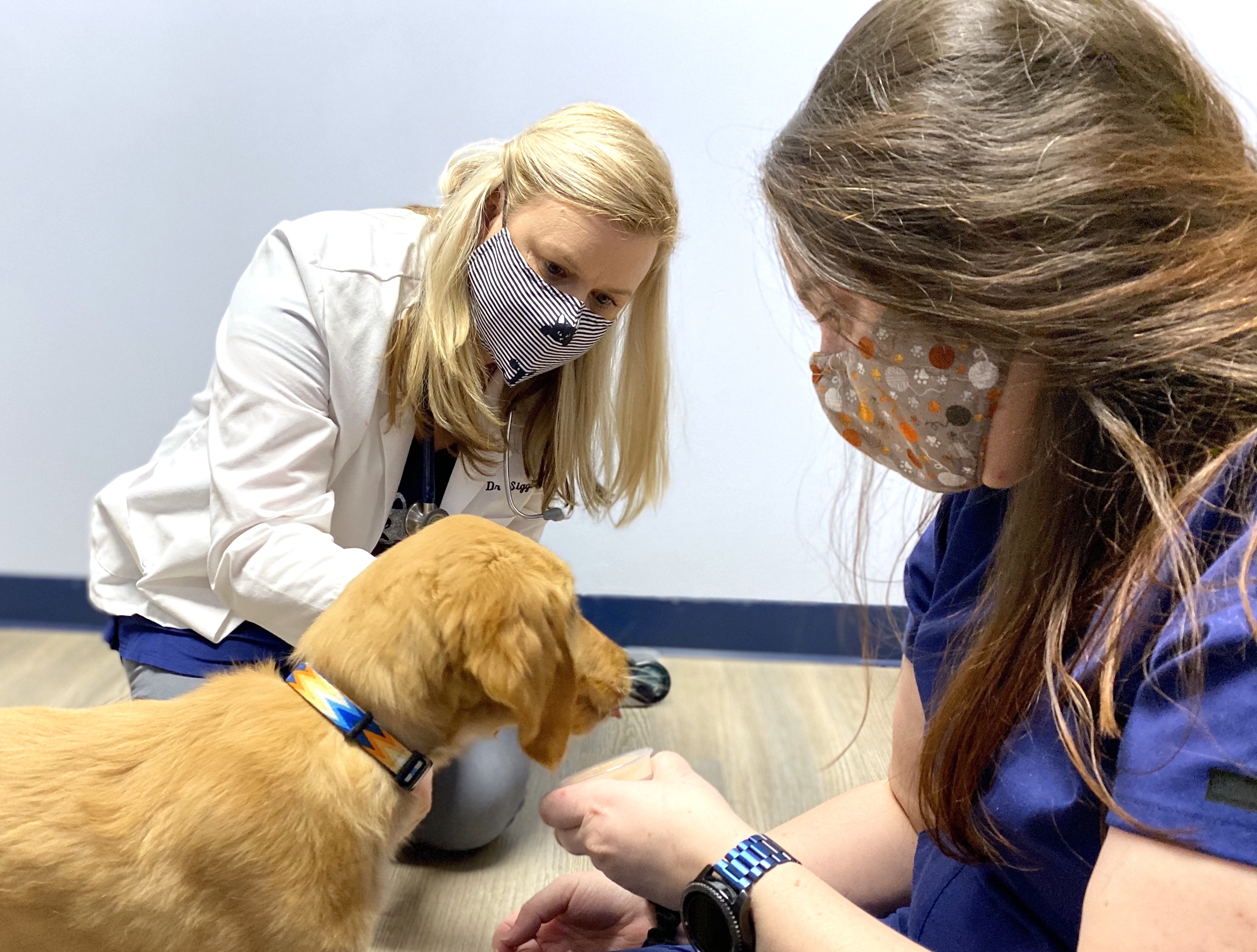 Veterinarian Charlotte Fort Mill River Run Animal Hospital