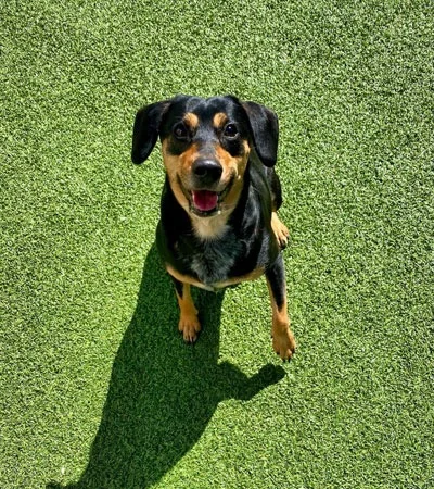 Black and tan dog sitting on green turf looking up