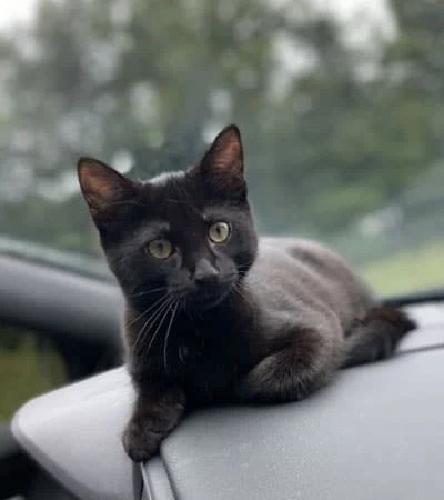 Black cat sitting on a car dashboard