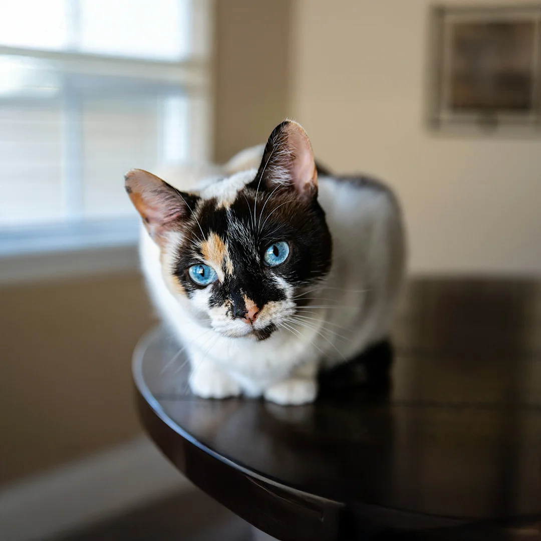 Calico cat with striking blue eyes sitting on a wooden surface