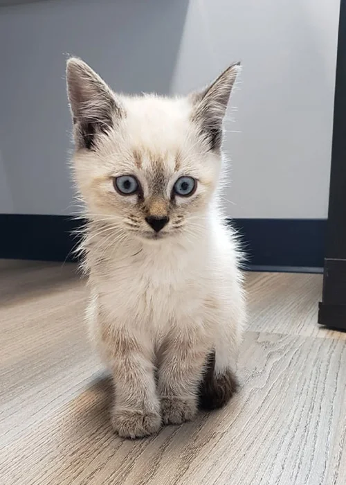 Small cream-colored kitten with blue eyes sitting on a wooden floor
