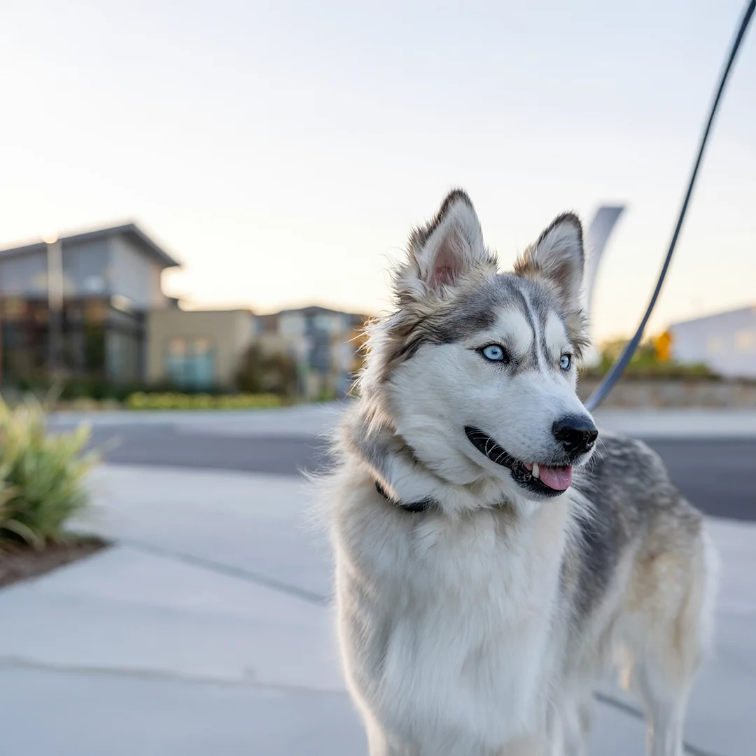 Gray and white Siberian Husky with blue eyes standing outside on a leash