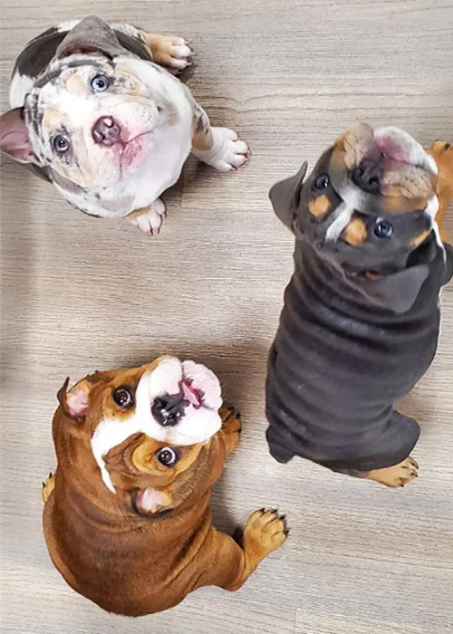 Three bulldog puppies sitting together and looking up indoors