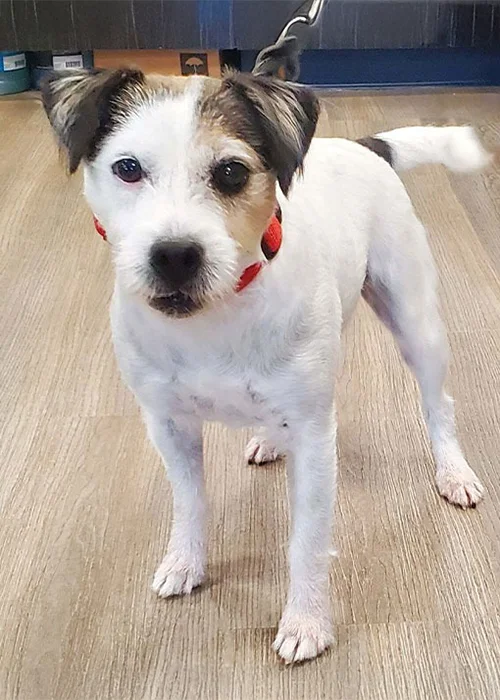 Small white and brown dog wearing a red collar standing on a wooden floor
