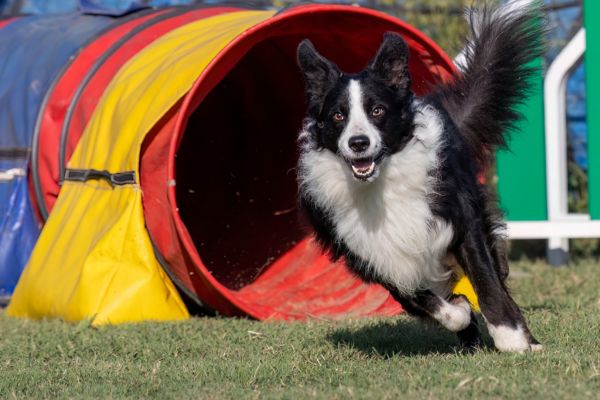 Black and white dog agility Black and white dog agility