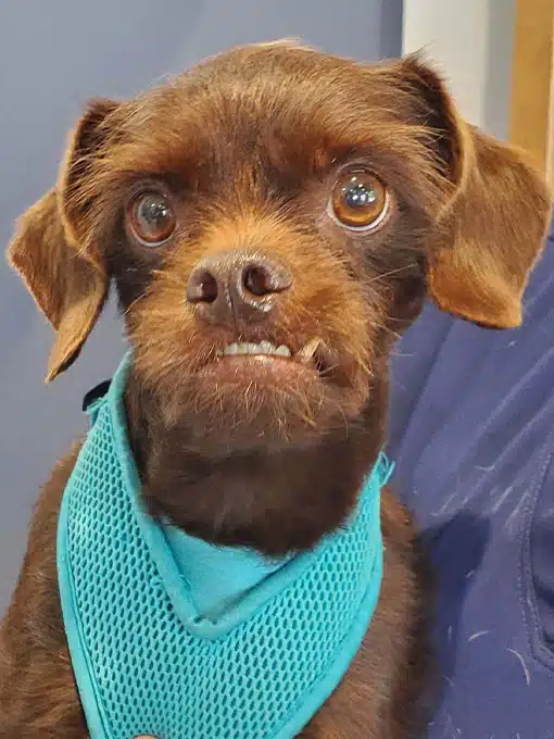 Brown dog with funny teeth