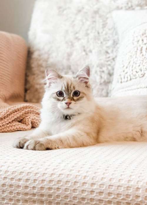 Cute light-furred kitty relaxing indoors