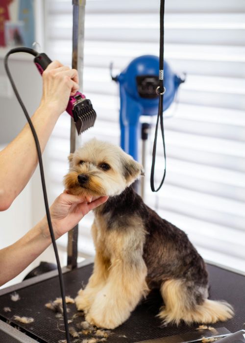 Dog being professionally groomed