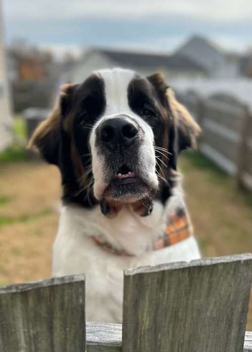 Dog peers over wooden fence