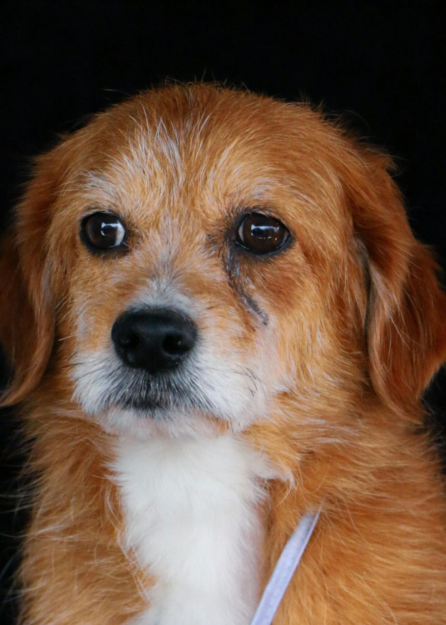 Ginger dog with mournful expression