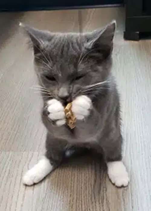 Gray cat with white paws Gray cat with white paws