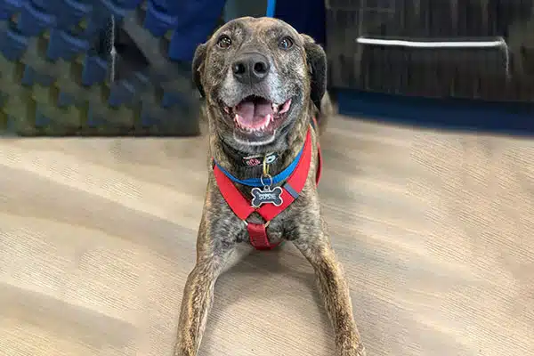 Happy brindle dog with harness