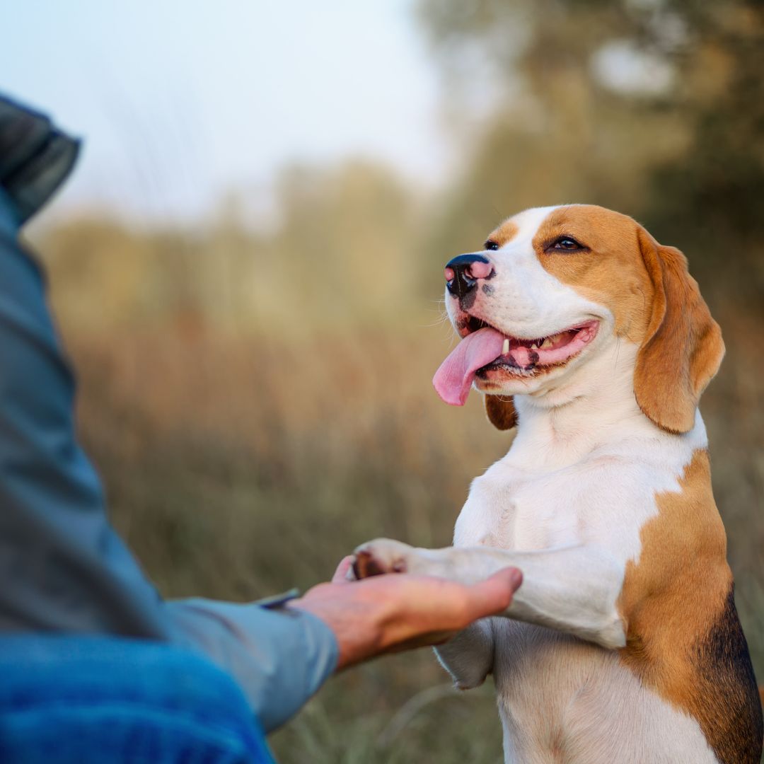 Happy dog gives paw outdoors