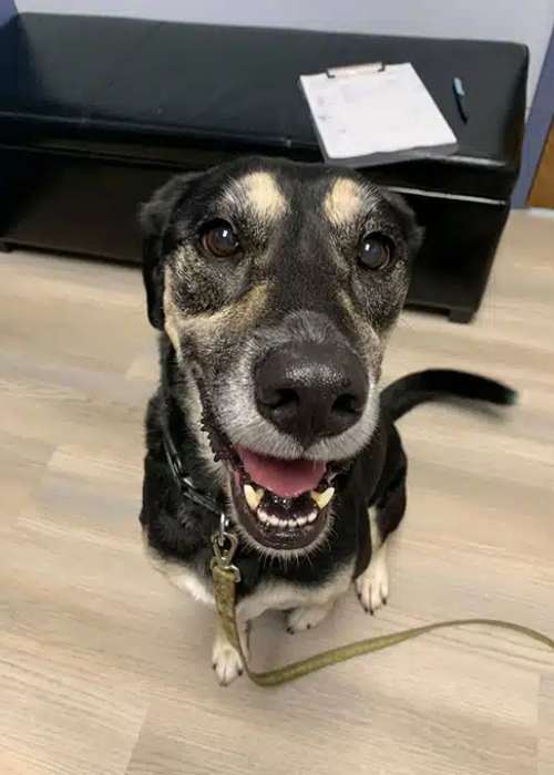 Happy dog portrait with leash Happy dog portrait with leash