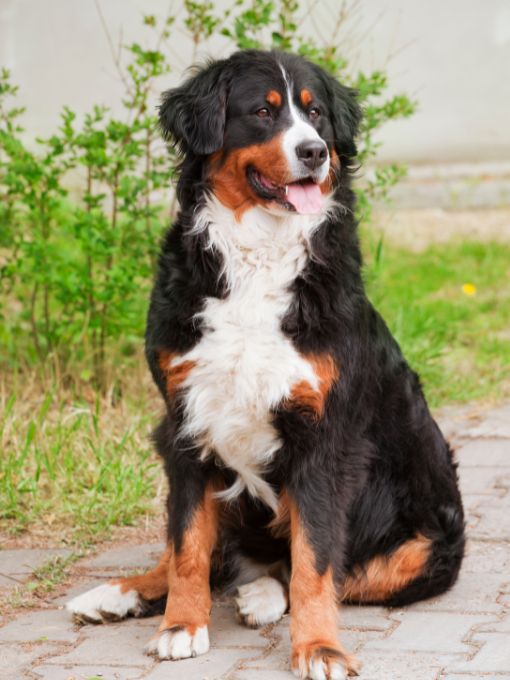 Happy dog with black fur Happy dog with black fur