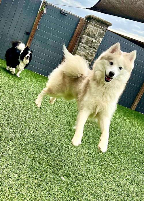Husky jumping on green grass