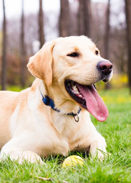 Labrador resting with yellow ball Labrador resting with yellow ball