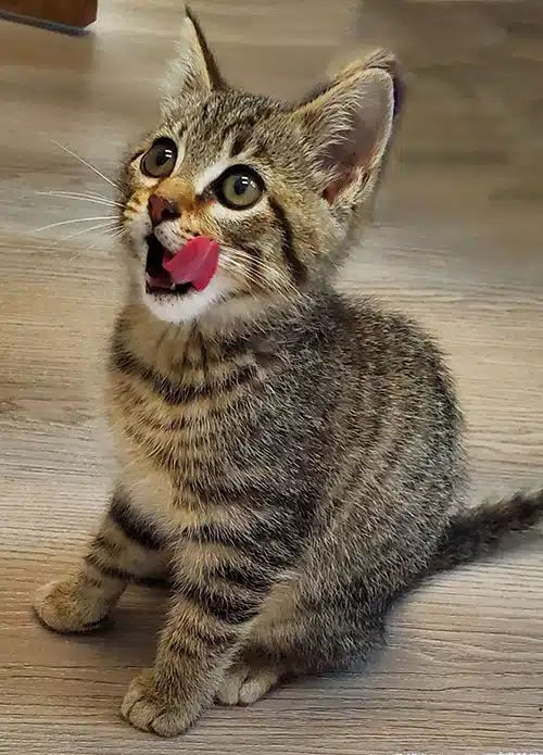 Tabby kitten licking nose