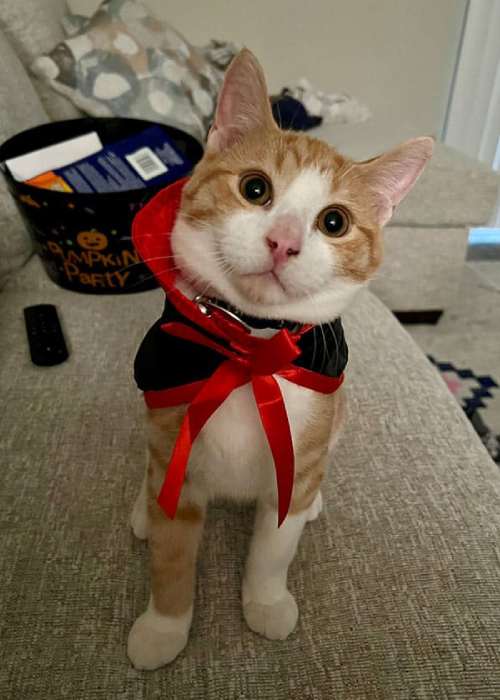 Tan and white cat wearing vampire costume sitting on couch