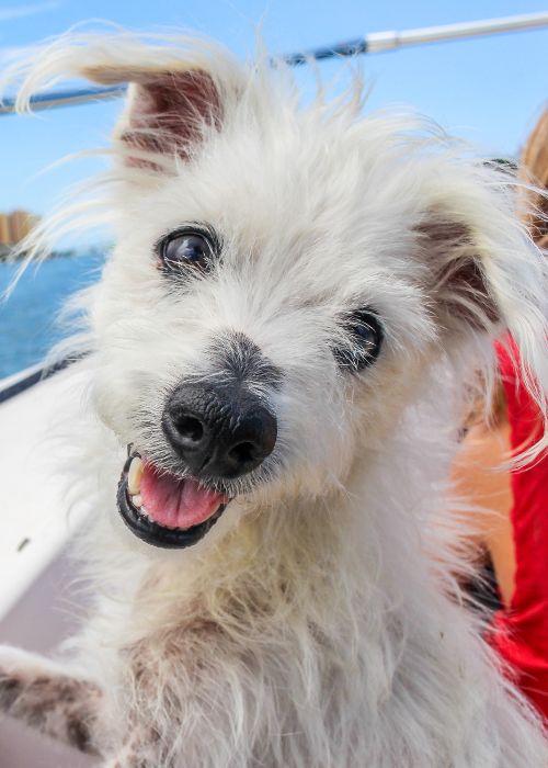 Terrier with happy face on boat Terrier with happy face on boat