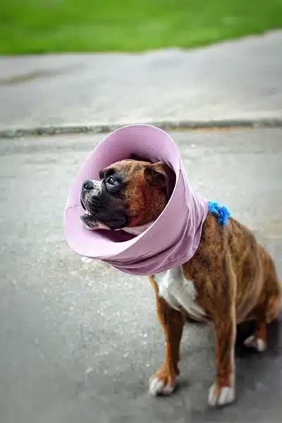 Close-up of a brown and white boxer dog wearing a soft purple recovery cone around its neck while standing outdoors.