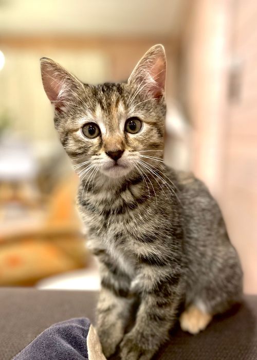 Cute tabby kitten with big eyes
