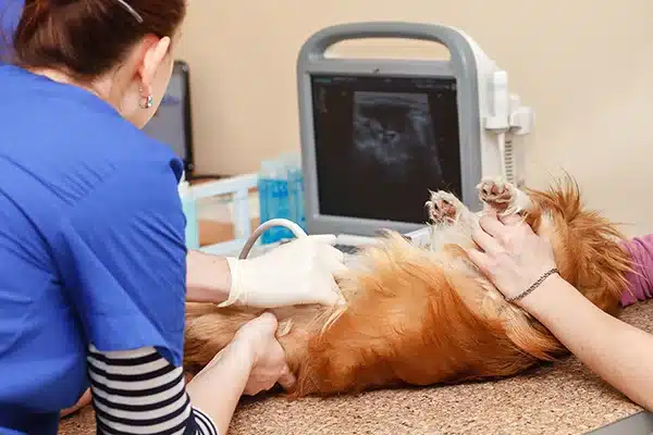 Veterinarian performs an abdominal ultrasound on a small brown dog lying on its back while another person gently holds the pet still.