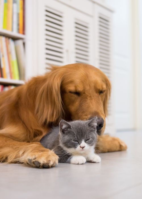 Dog and kitten cuddling while sleeping