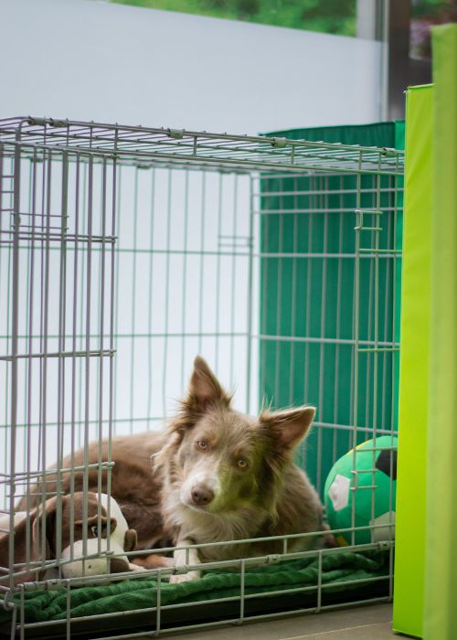 Dog looks out from crate
