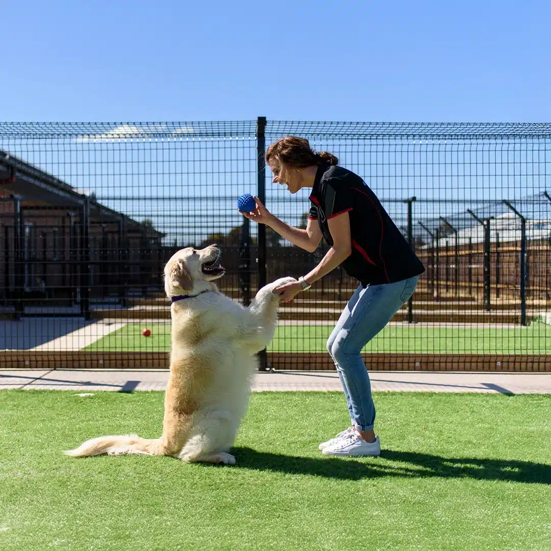 Golden retriever playing with handler outdoors Golden retriever sitting on grass playing with a woman holding a blue ball in a fenced outdoor area
