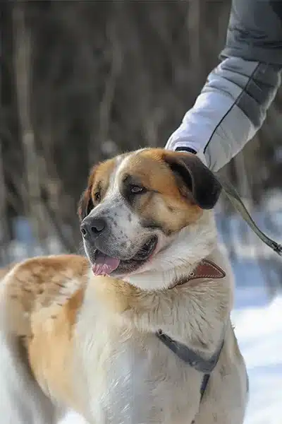 Large Dog Outdoors in Winter Close-up of a large brown and white dog with a leather collar standing outside in a snowy setting.