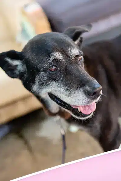 Senior Black Dog with Gray Muzzle Close-up of an older black dog with a gray muzzle and bright eyes standing outdoors and looking to the side.