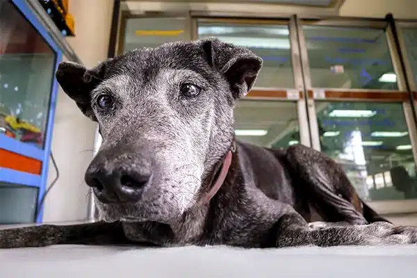 Senior Dog Resting Indoors Close-up of an elderly black and gray dog lying on the floor indoors, looking calmly at the camera.