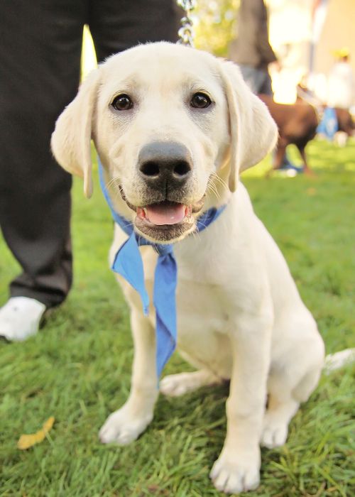 Smiling Labrador puppy on grass