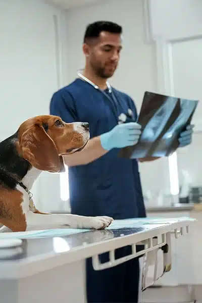 Beagle lies on an exam table while a veterinarian in blue scrubs reviews an X-ray image in a well-lit clinic room.