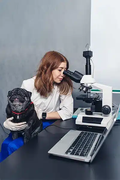 Female veterinarian looks through a microscope while holding a black pug wearing a red collar in a veterinary clinic.