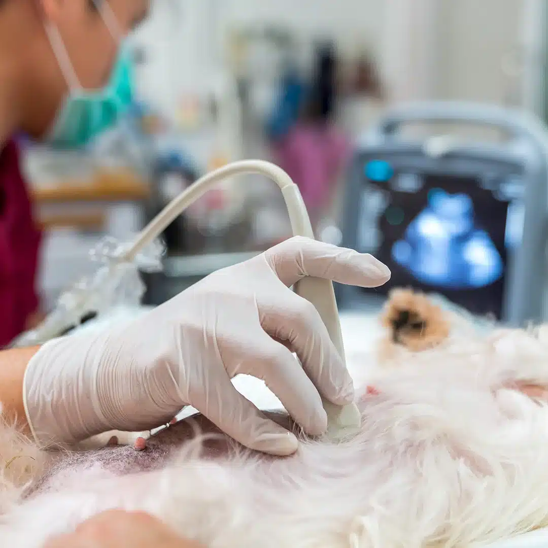 Close-up of a veterinarian using an ultrasound device on a small dog’s abdomen while monitoring the scan on a nearby screen.