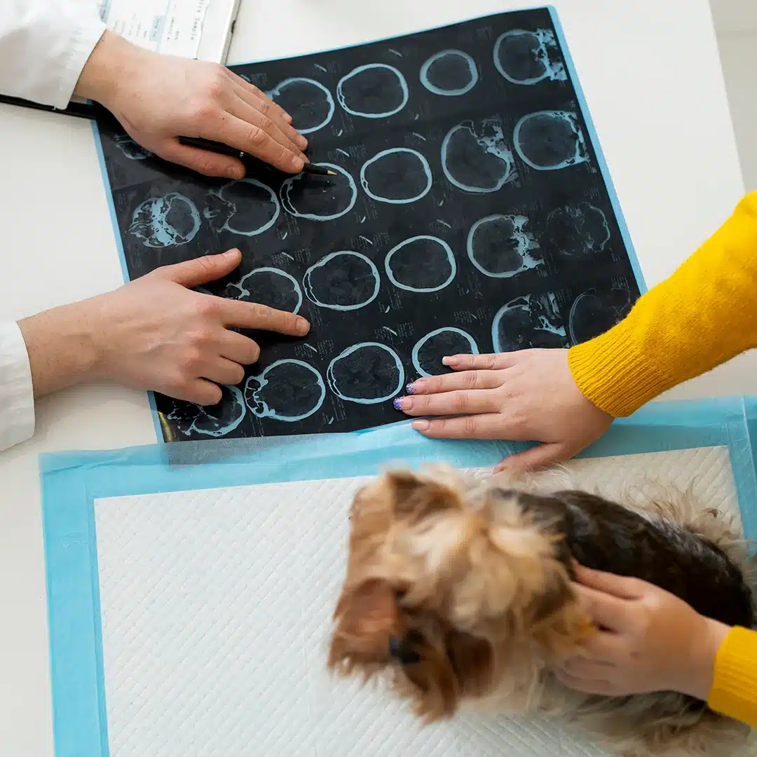 Veterinarian and pet owner review a series of X-ray scans on a desk while a small dog sits on the exam table nearby.