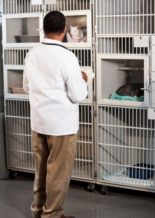 Veterinarian examining cats in cages