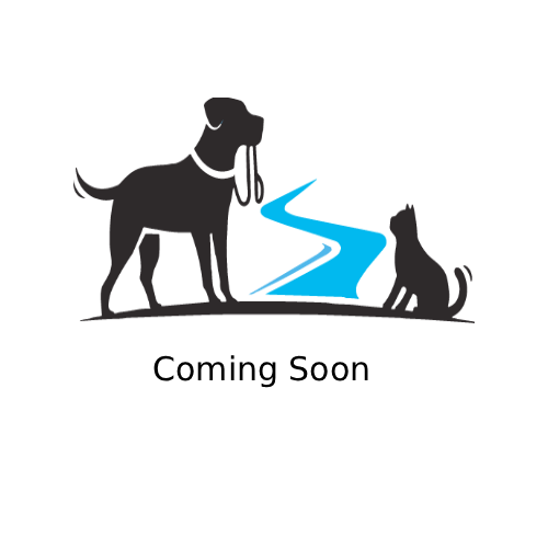 Dog playing with bucket