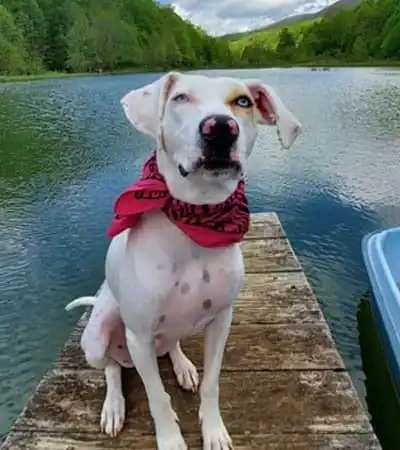 White-dog-with-red-bandana-by-lakee White dog with red bandana by lake